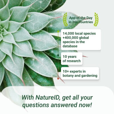 portfolio NatureID - Plant Identification
